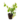 Ornamentals_6