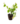Ornamentals_6