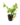 Ornamentals_6