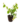 Ornamentals_6